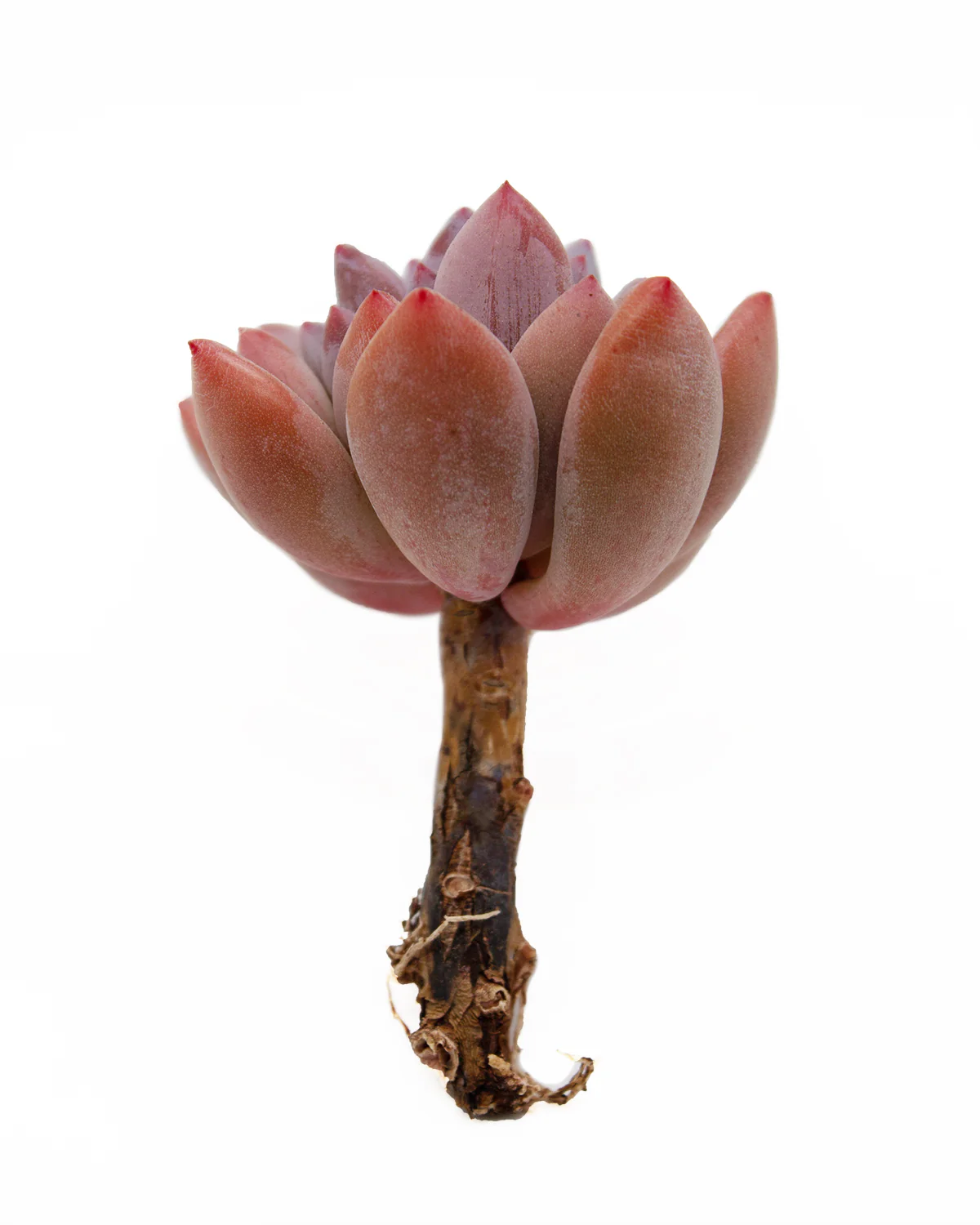 Pachyveria Cutie Finger - Image 4