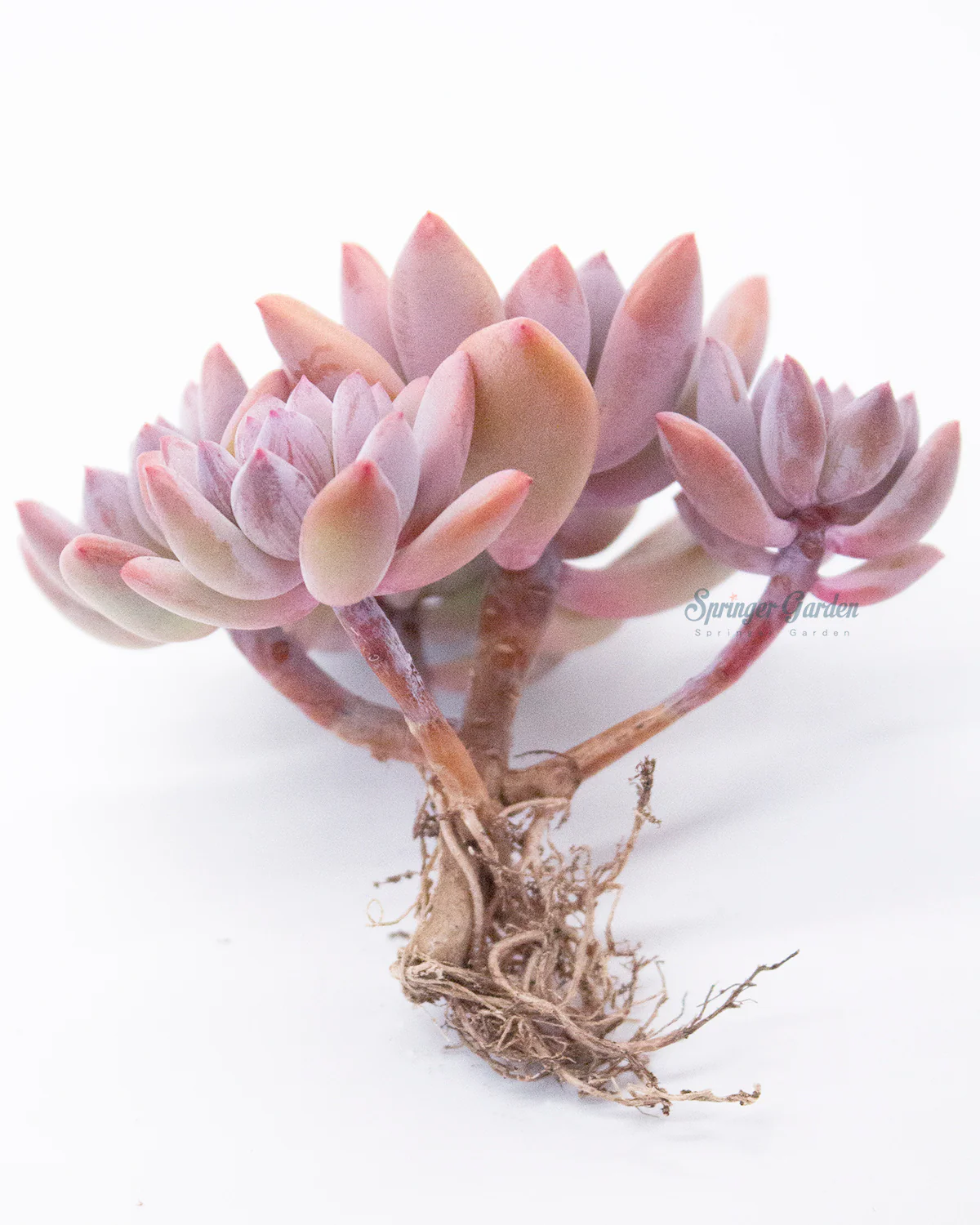 Pachyveria Cutie Finger - Super - Image 2