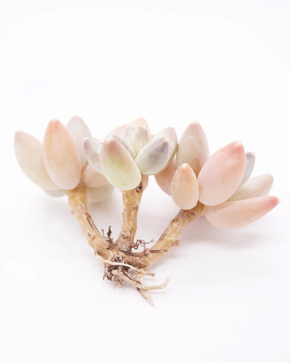Graptoveria Sky Beauty - Image 2