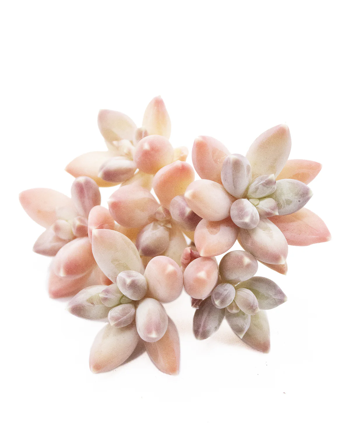 Graptoveria Sky Beauty - Image 3