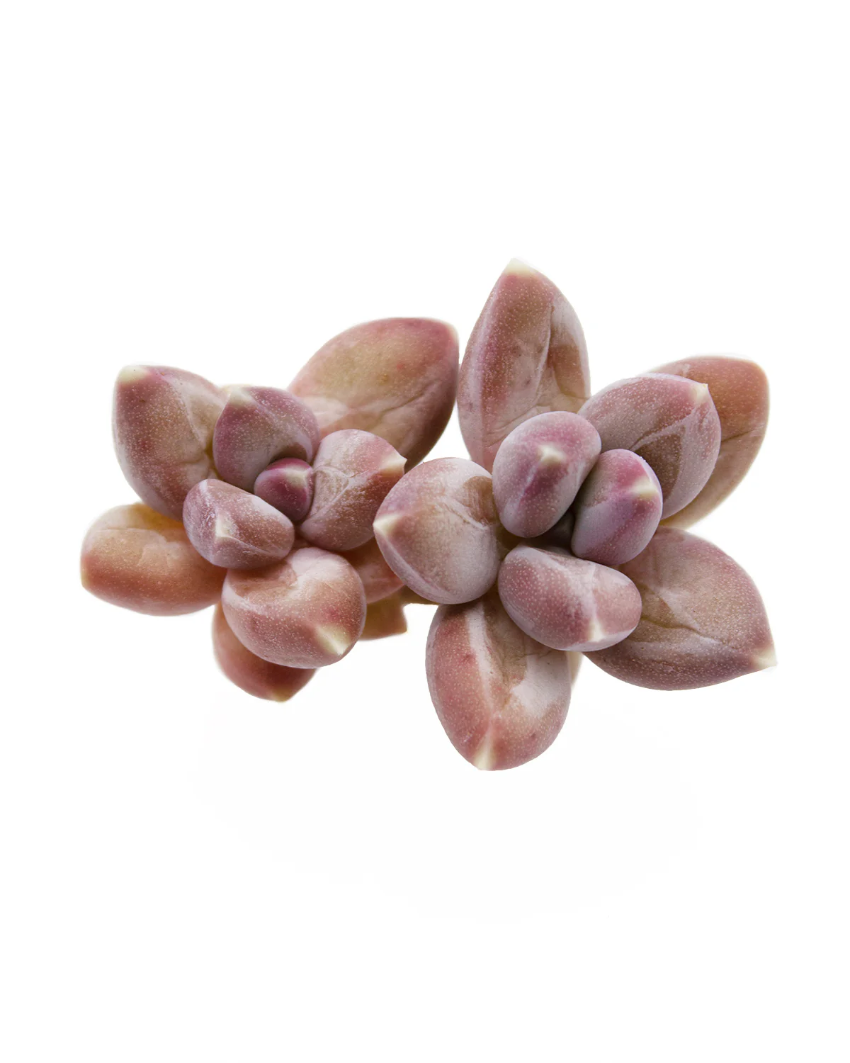 Graptoveria Sky Beauty - Image 4