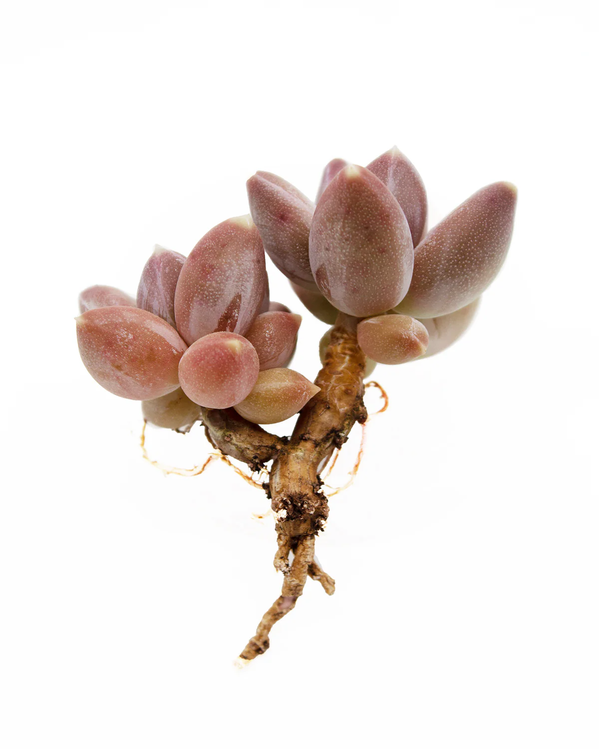 Graptoveria Sky Beauty - Image 5