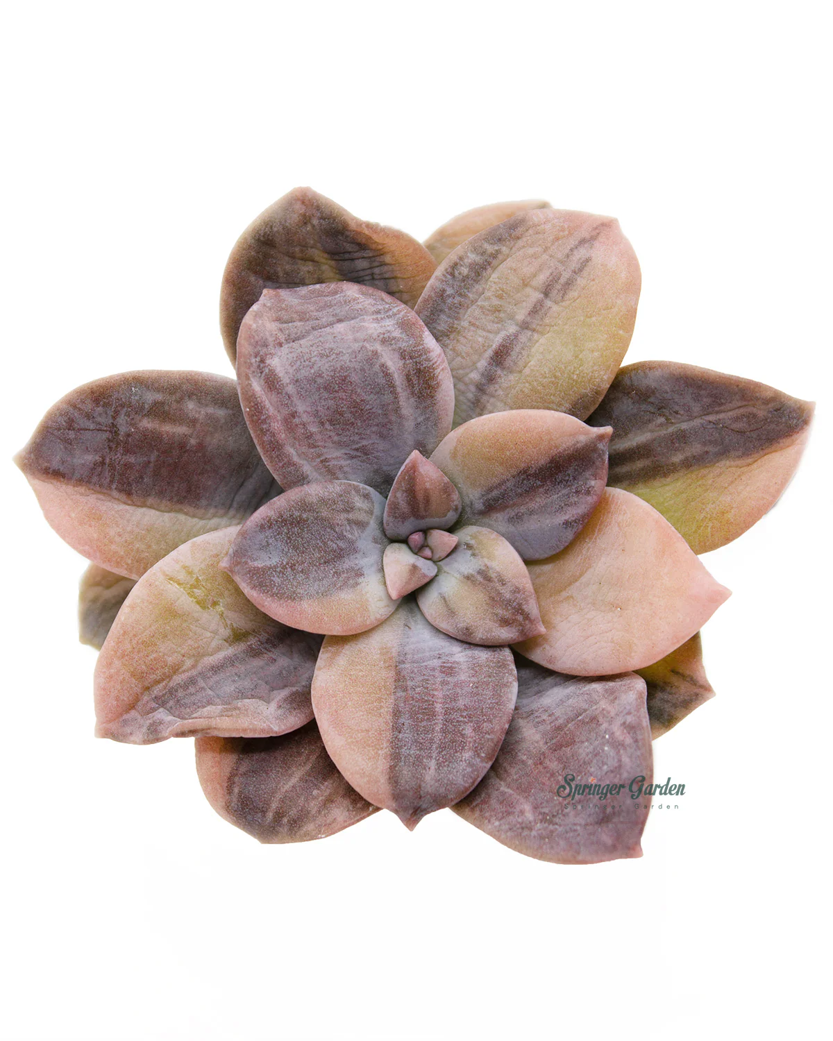 Pentandrum Superbum Var.