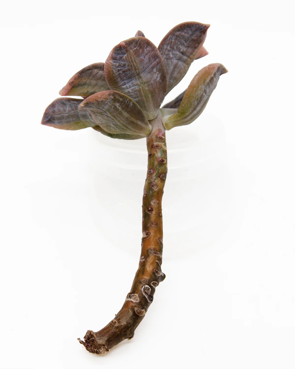 Pentandrum Superbum Var. - Image 2