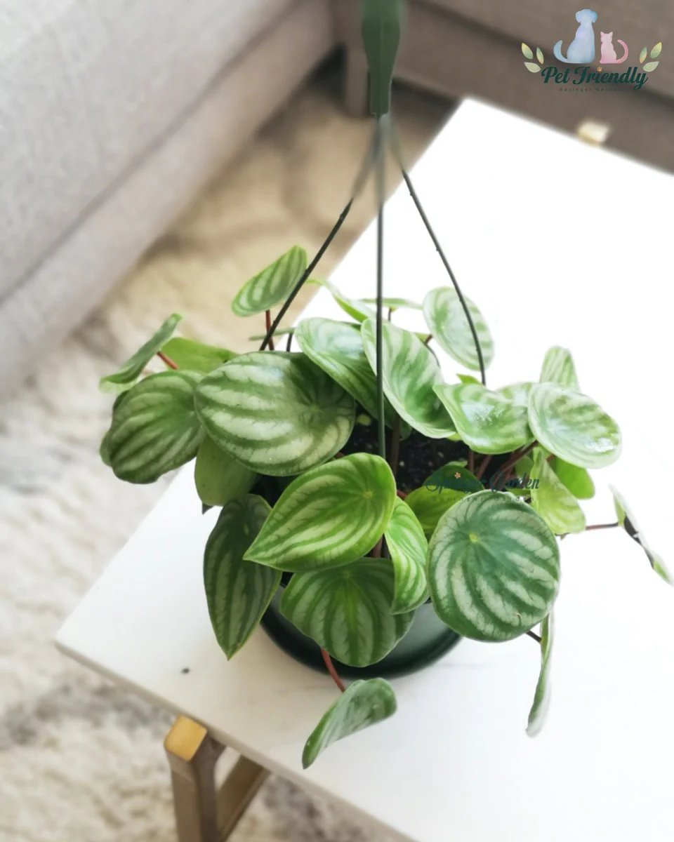 Peperomia Watermelon - Image 2