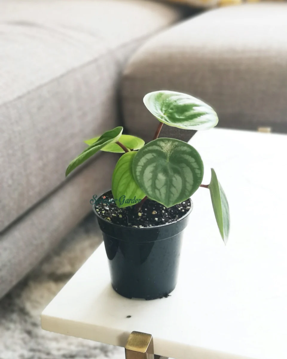 Peperomia Watermelon - Image 3