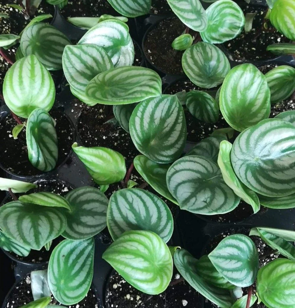 Peperomia Watermelon - Image 4