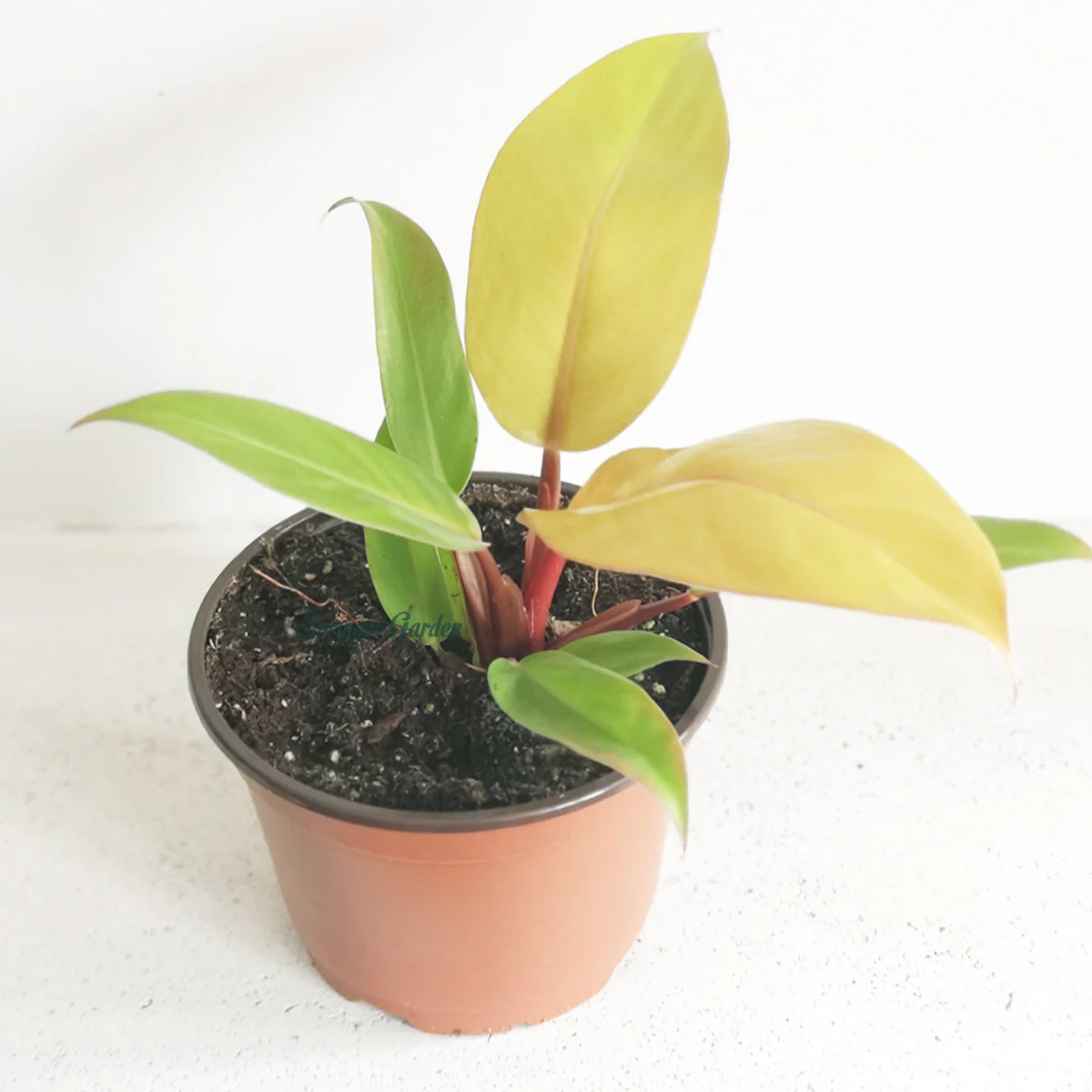 Philodendron Prince of Orange