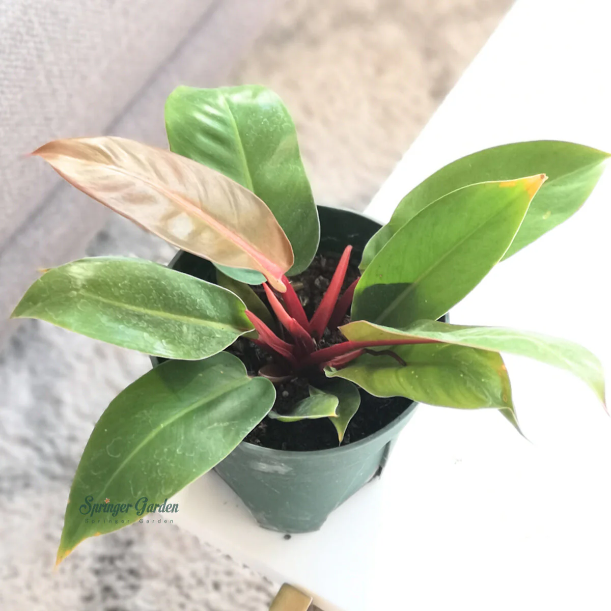 Philodendron Prince of Orange - Image 2