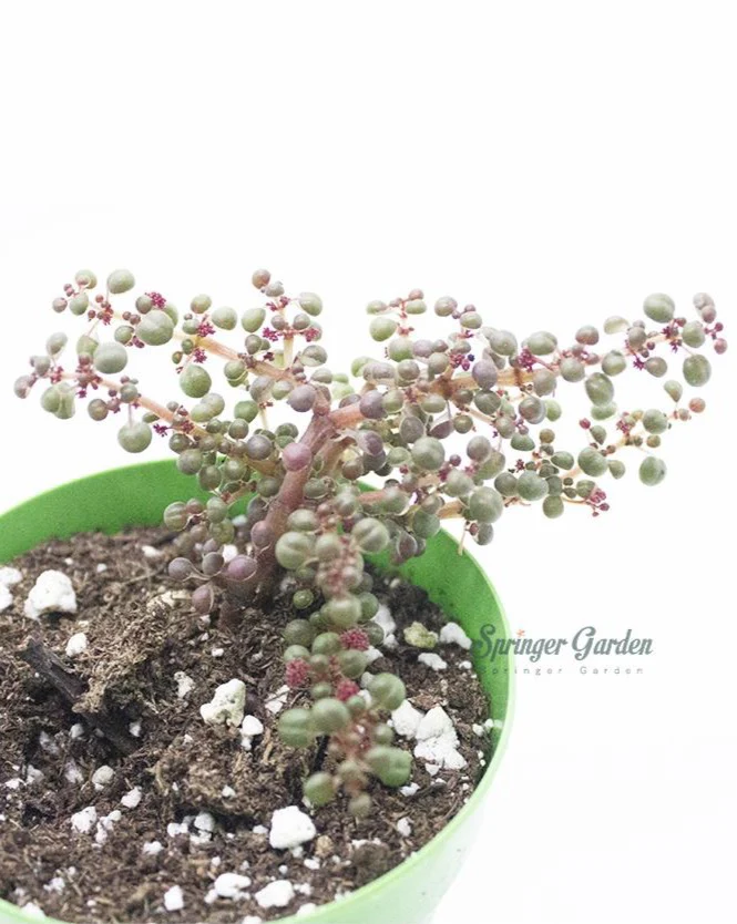 Pilea Serpyllacea 'Globosa' - Image 2