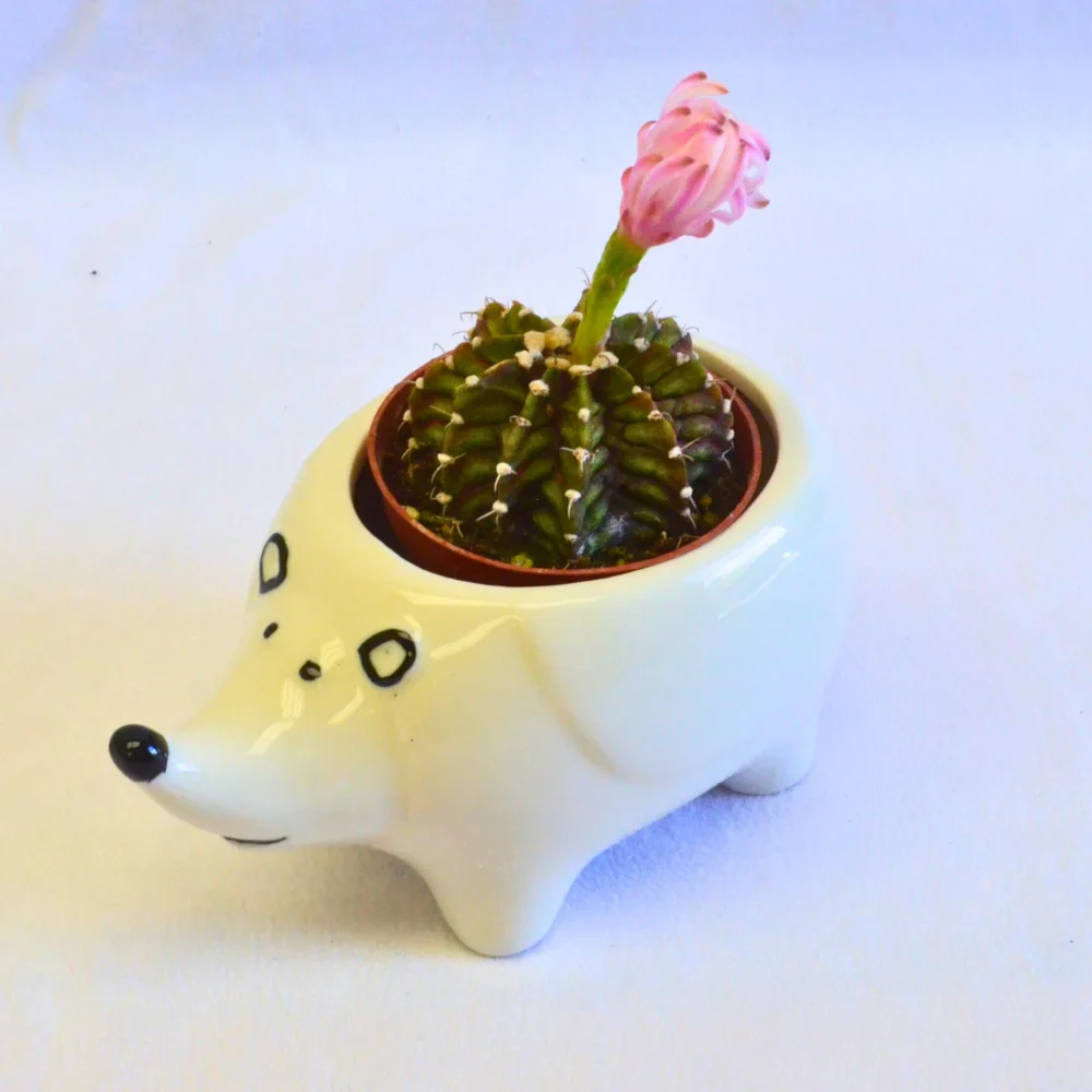 Porcupine White - Image 2