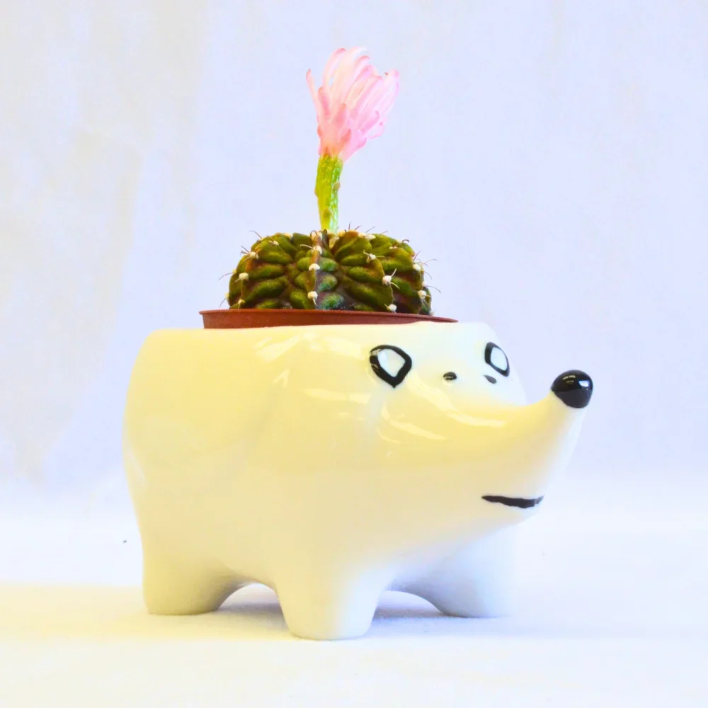 Porcupine White - Image 3
