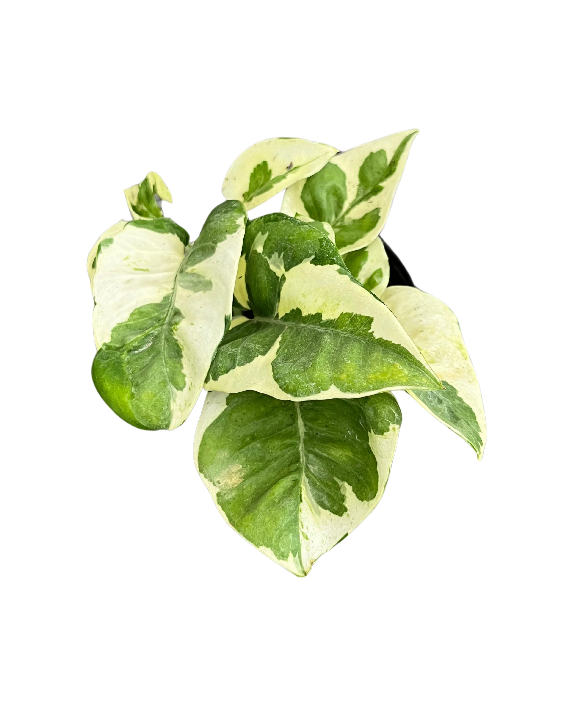 Pothos Pearls and Jade