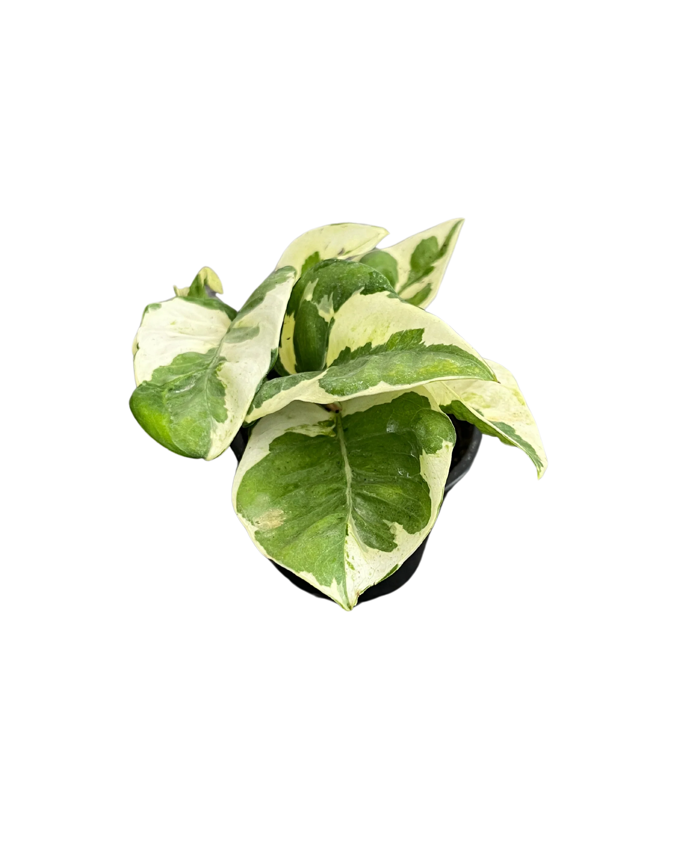 Pothos Pearls and Jade - Image 2