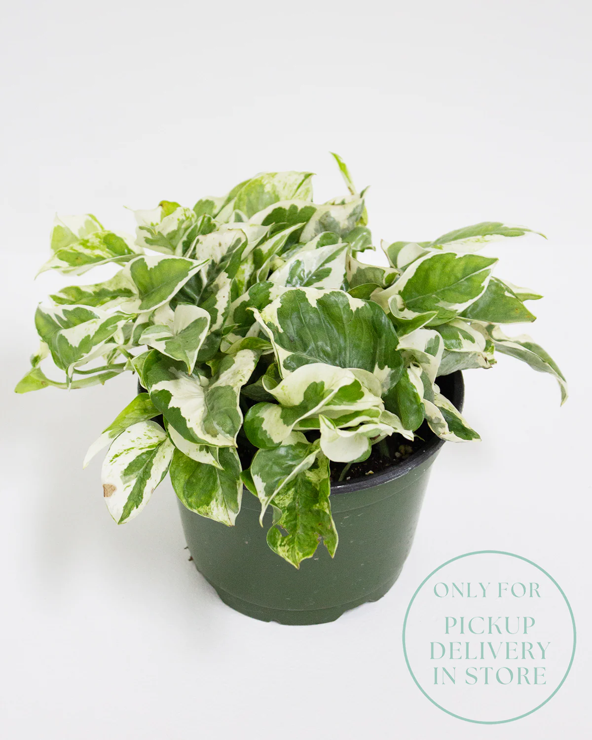 Pothos Pearls and Jade - Image 3