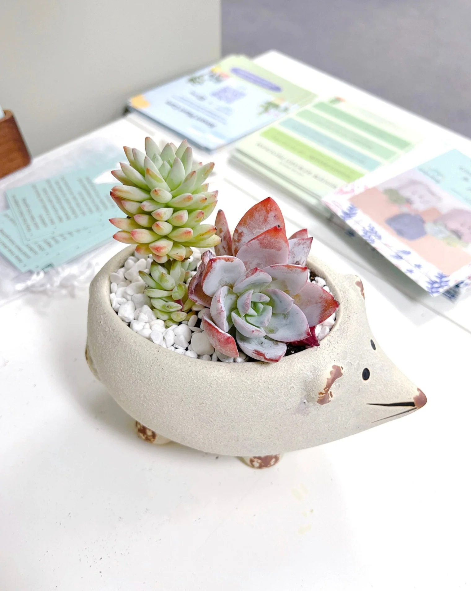 Assorted Korean Succulent Arrangement