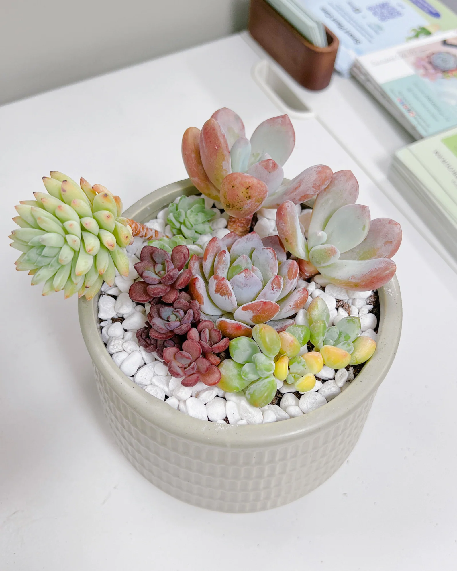 Assorted Korean Succulent Arrangement - Image 2