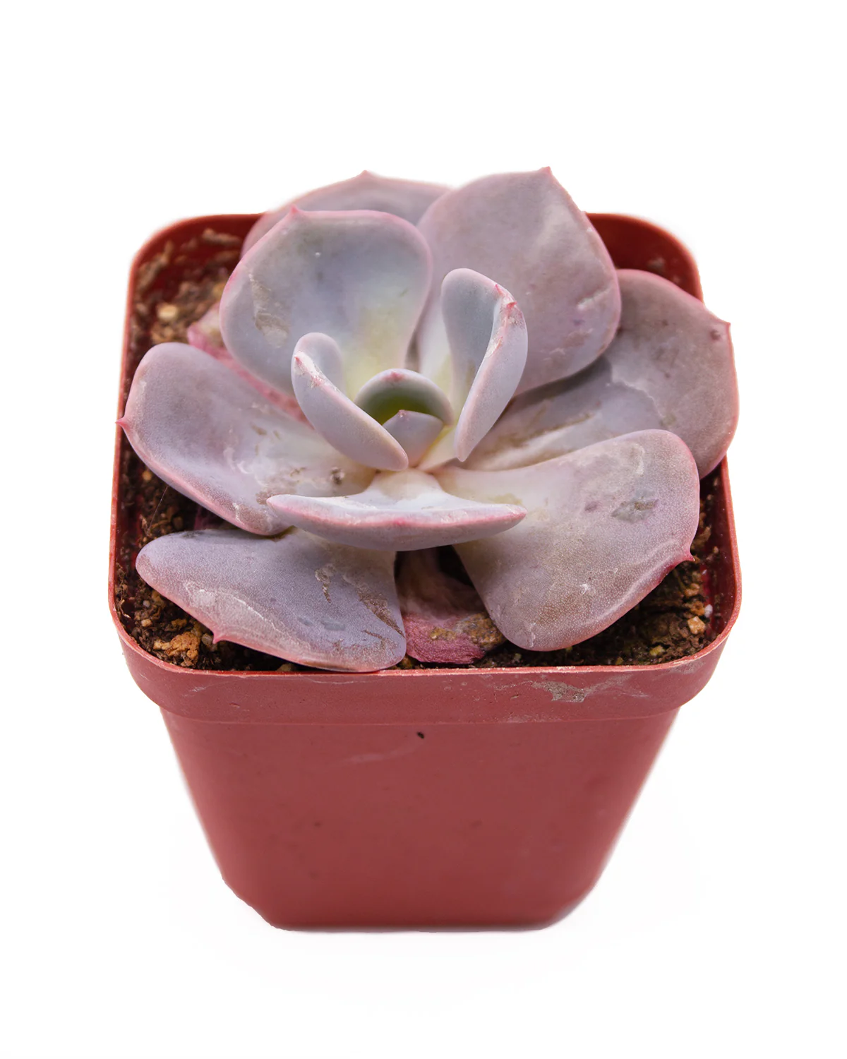 Echeveria Pearl of Nuremberg - Image 2