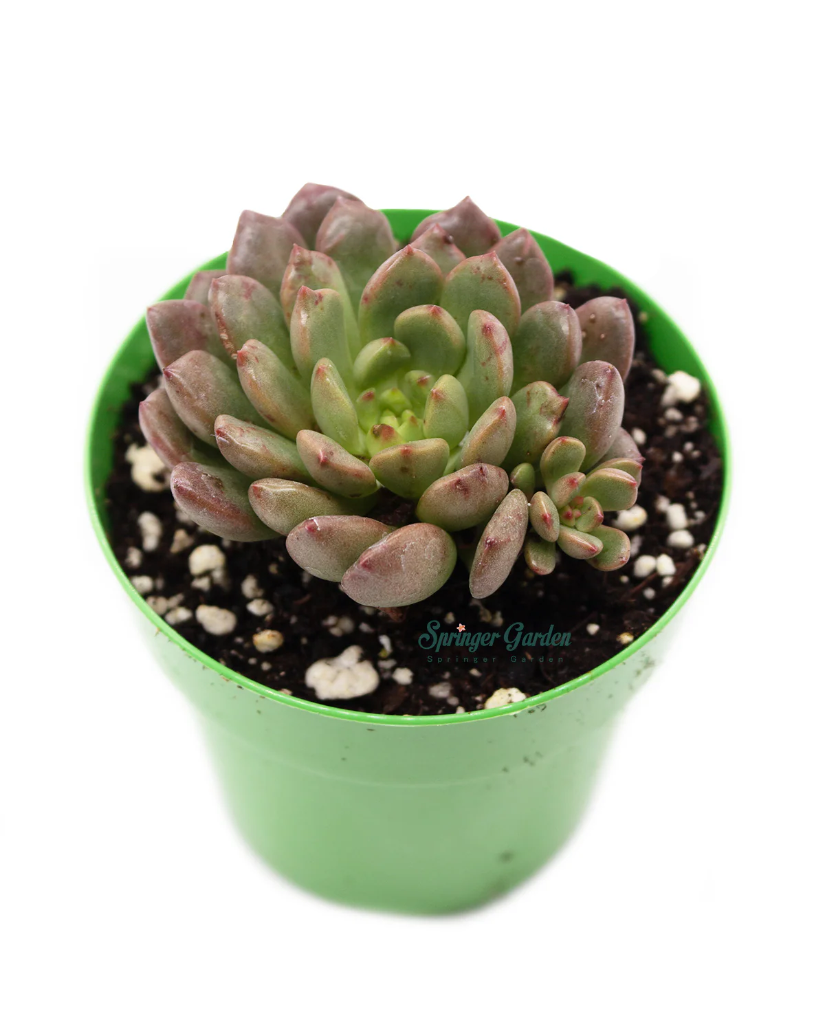 Graptoveria ‘Pink Ruby’ - Image 2