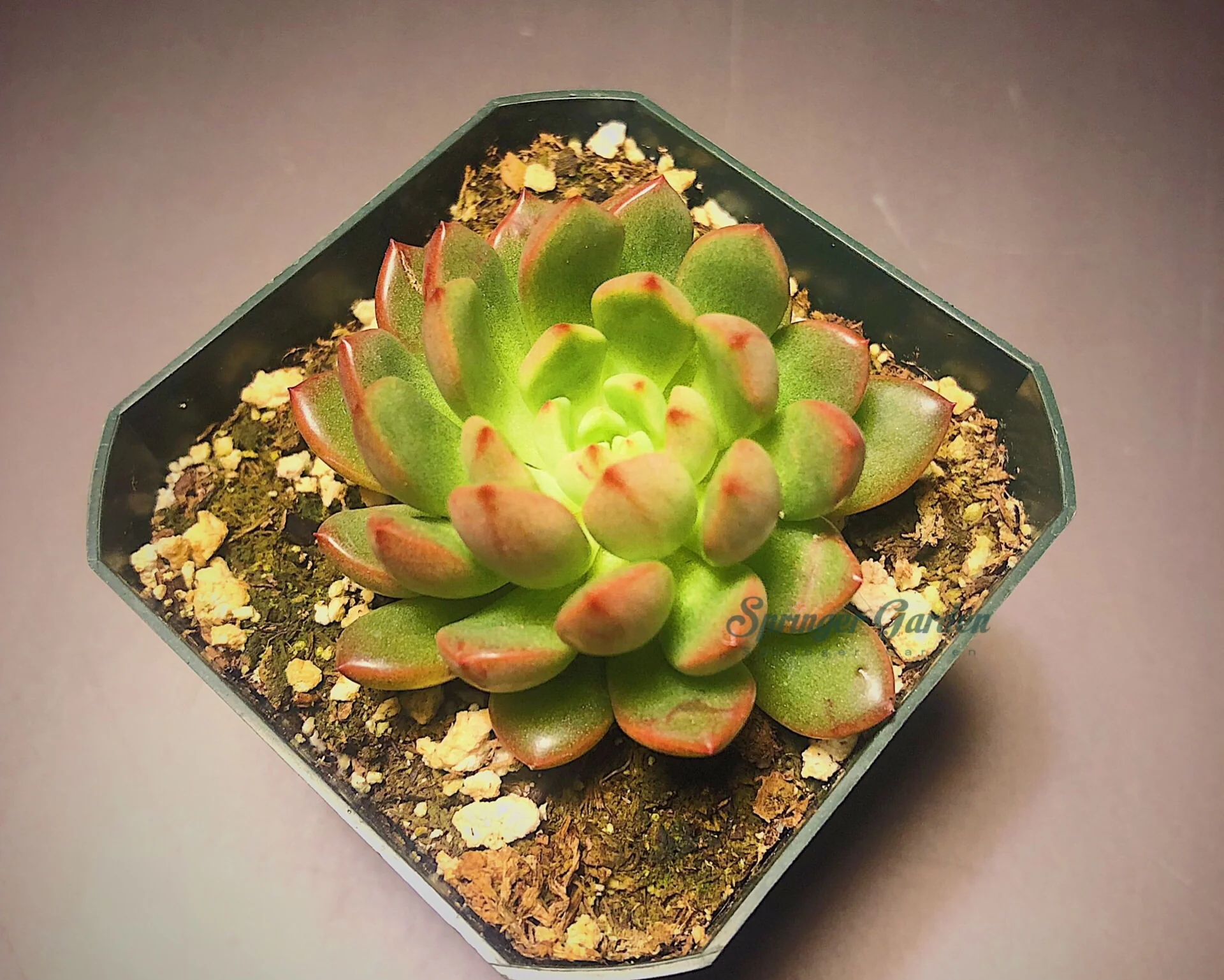 Graptoveria ‘Pink Ruby’ - Image 4