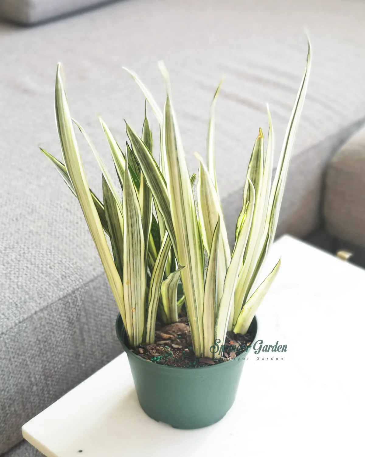 Sansevieria Bantel's Sensation - Image 2