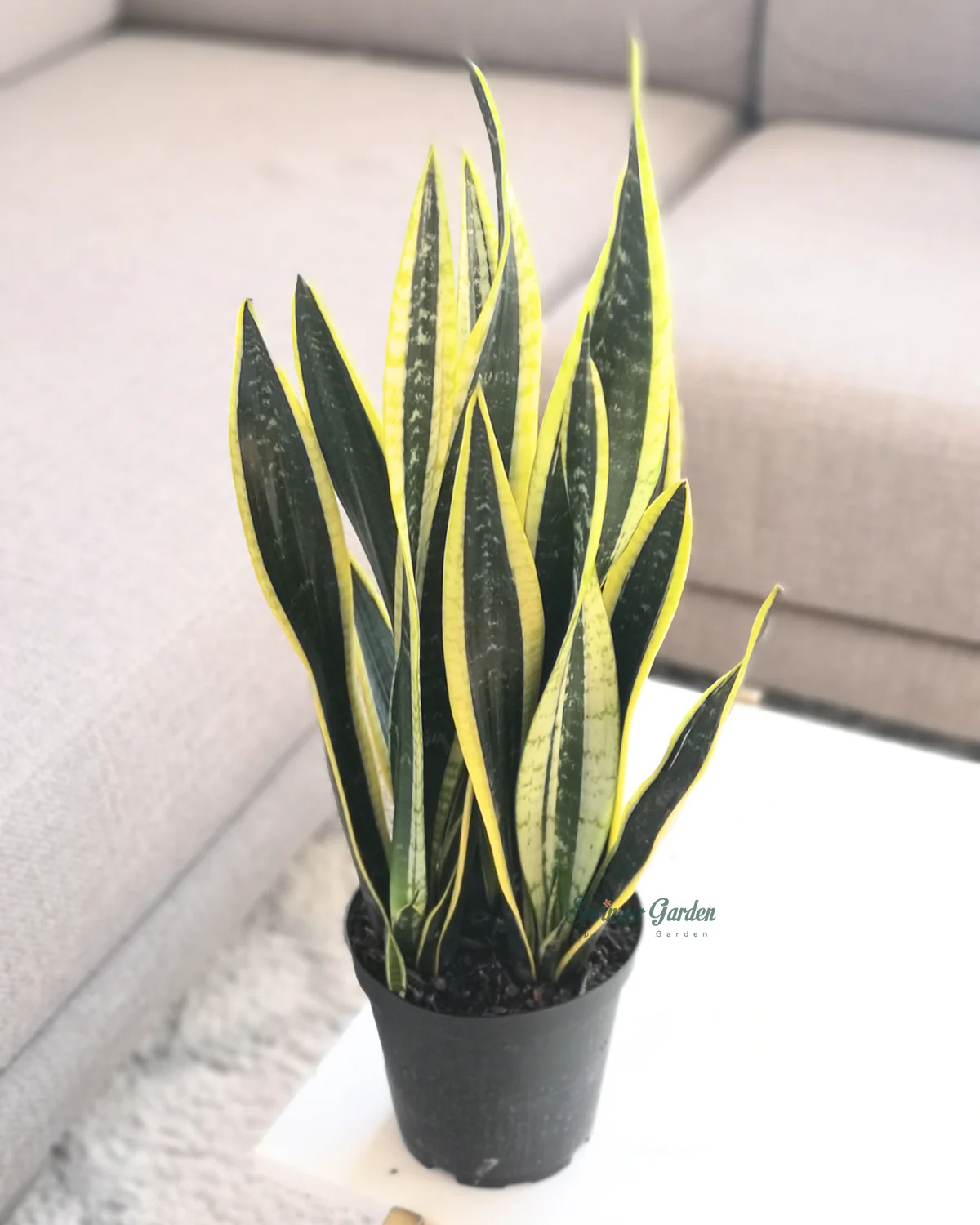 Sansevieria Black Gold