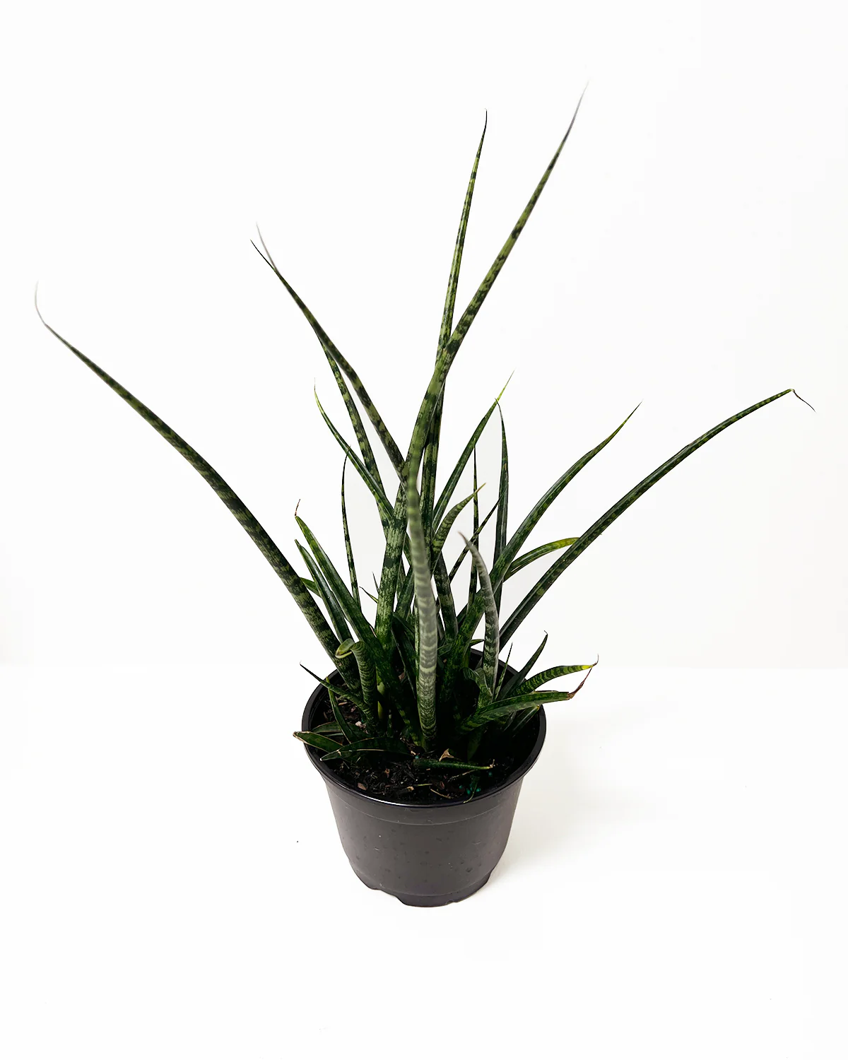 Sansevieria Fernwood Mikado