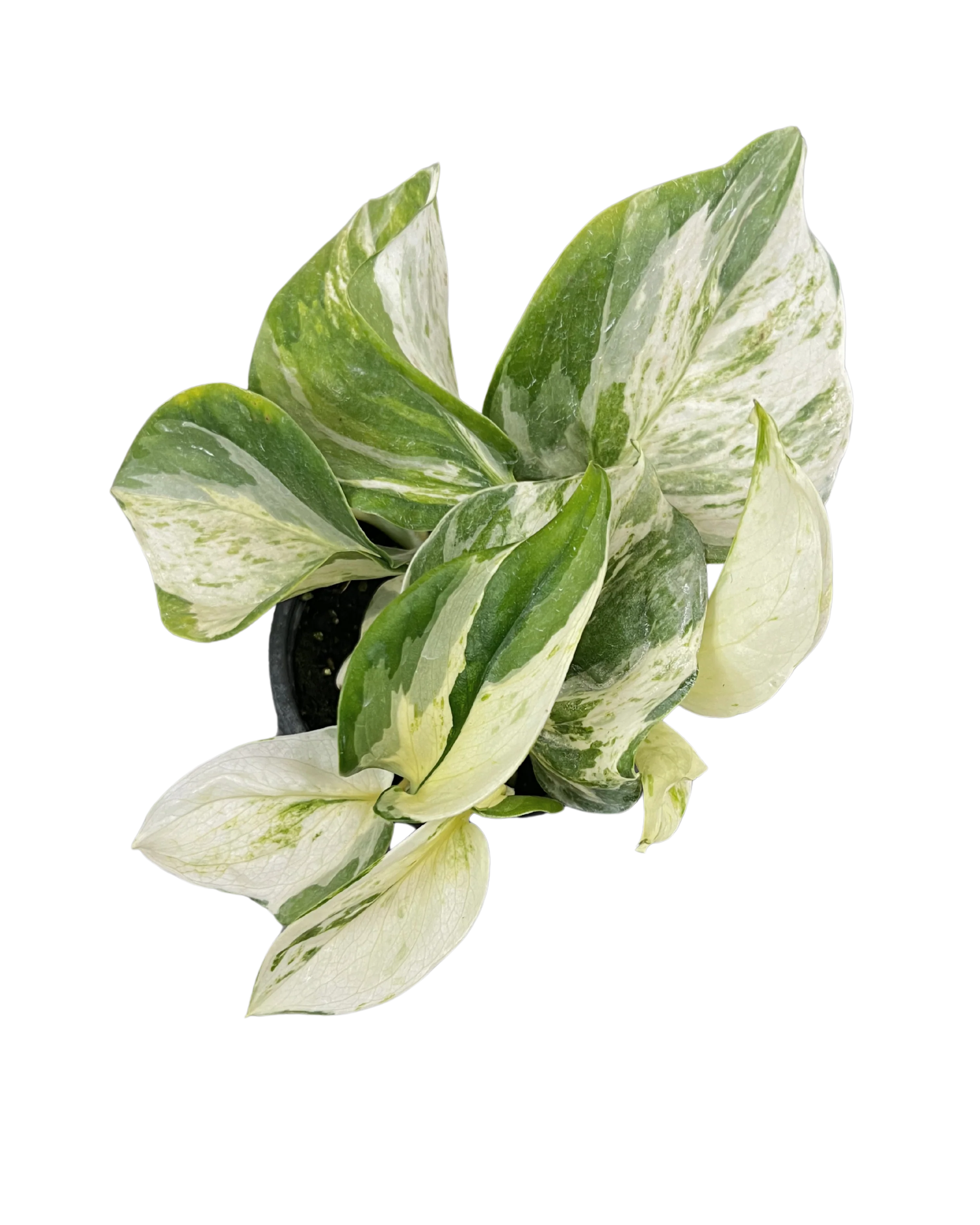 Manjula Pothos