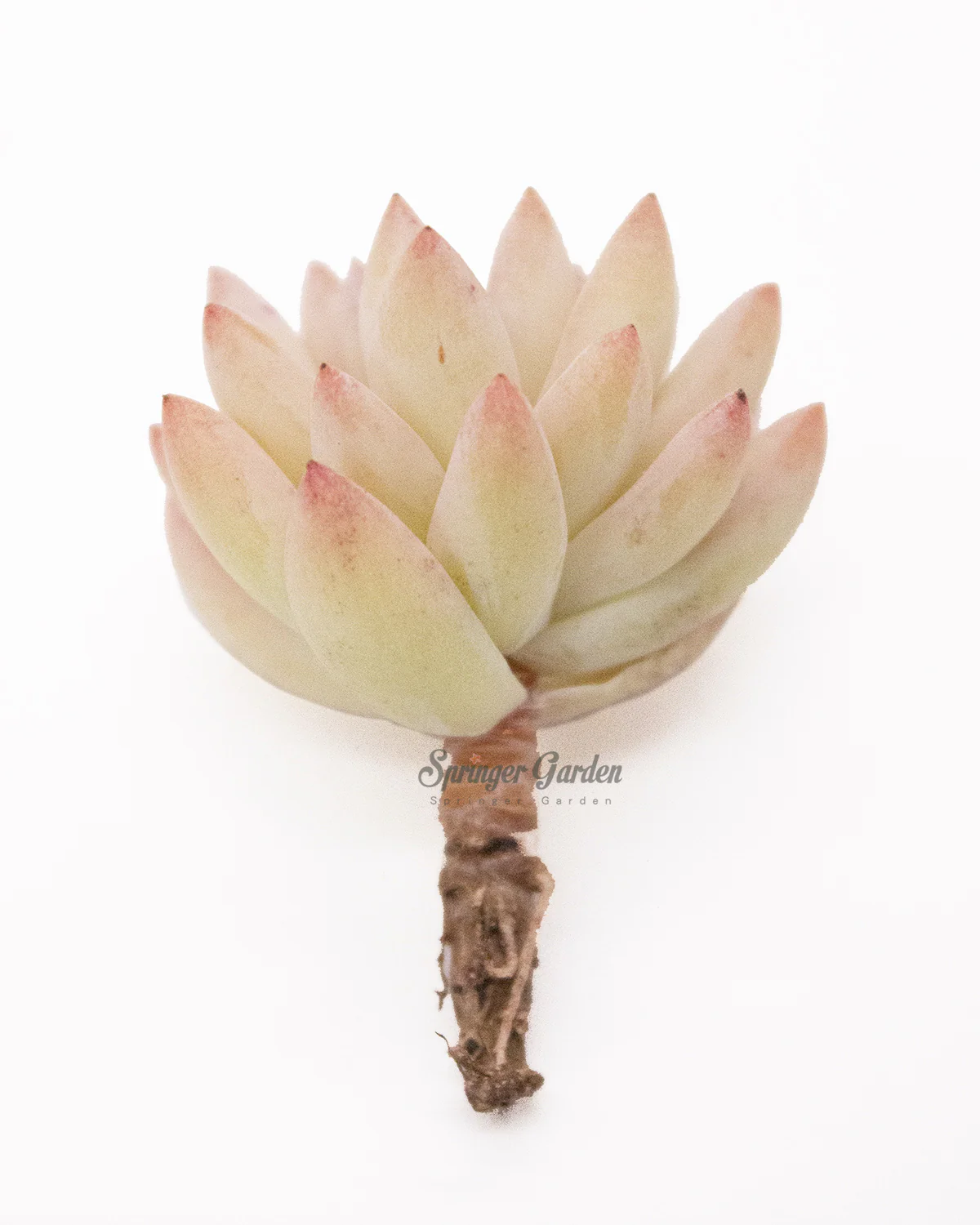Sedeveria cv. Supar Brow - Image 4