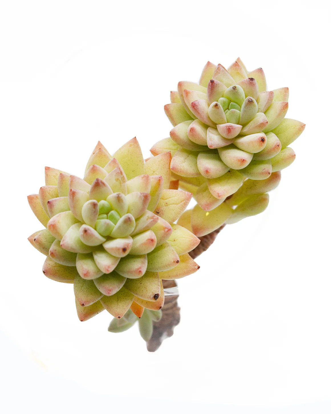 Sedeveria cv. Supar Brow - Image 5