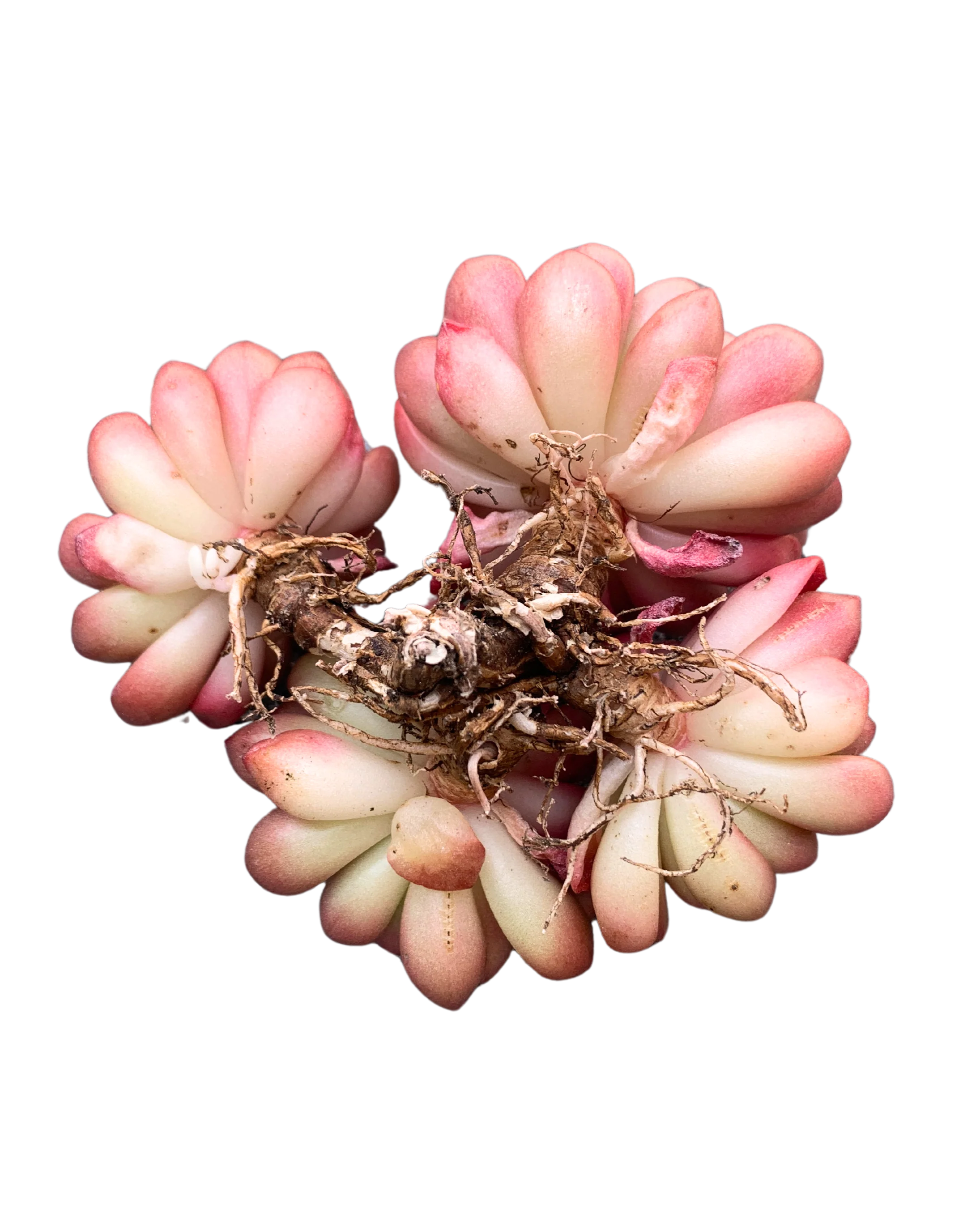 Sedeveria Pink Ruby - Image 2