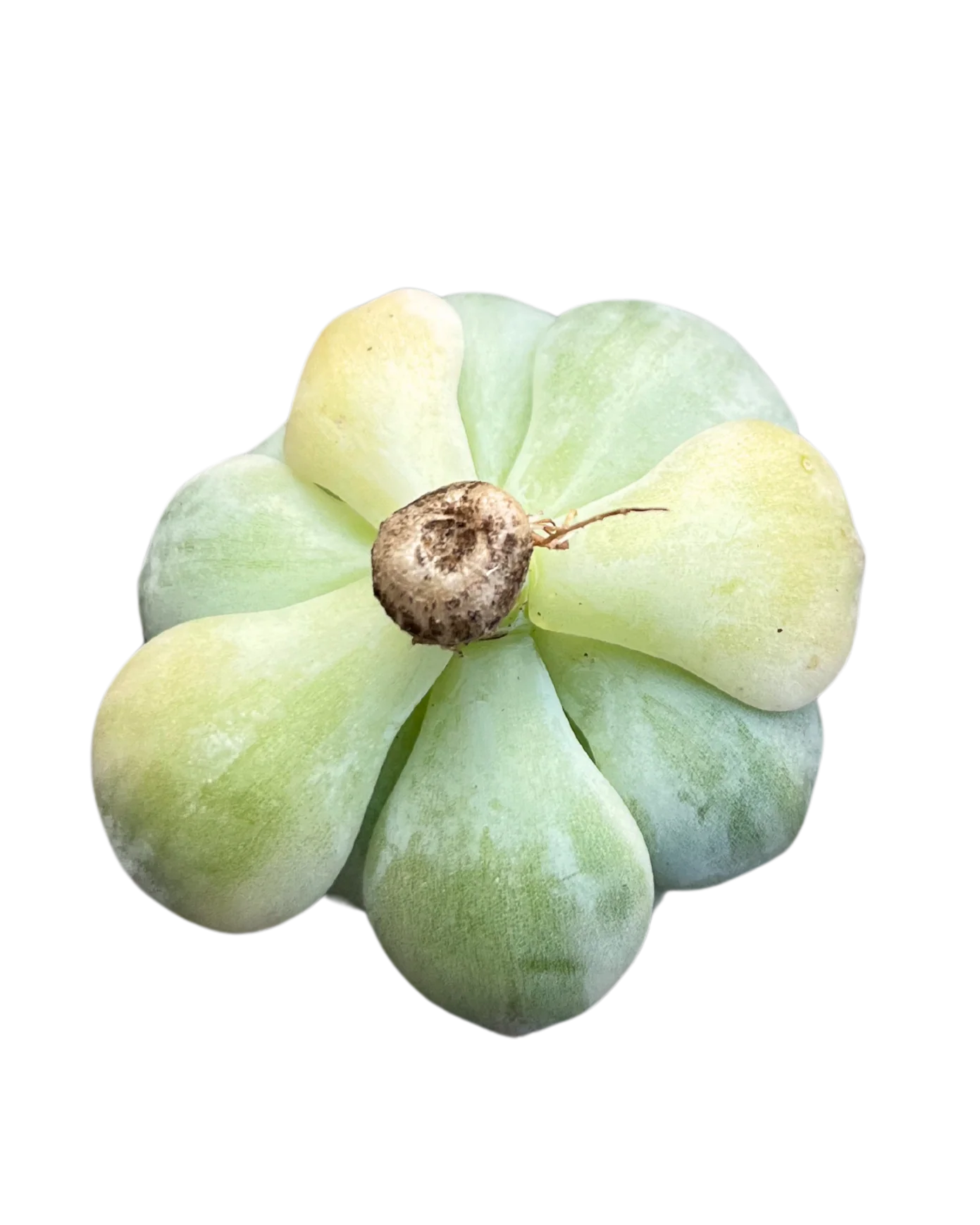Sedeveria Pudgy Var. - Image 2