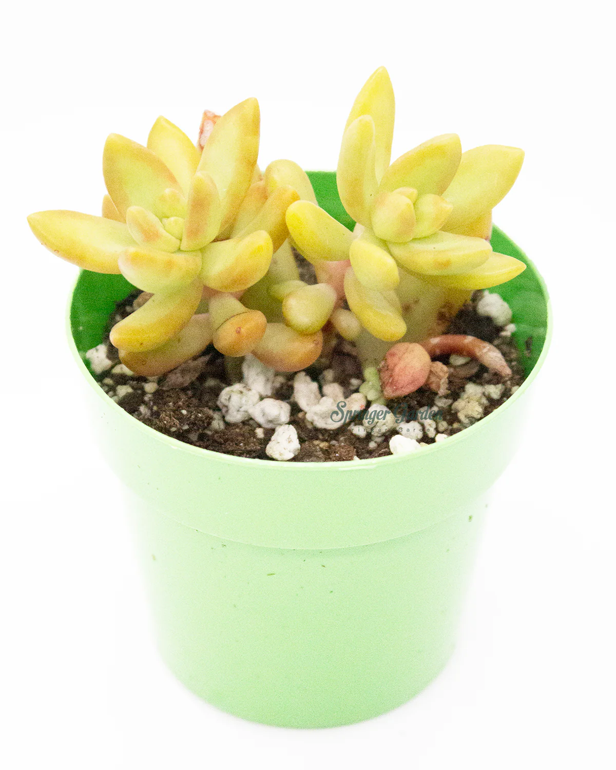 Sedum Adolphi/Adolfi Hybrid