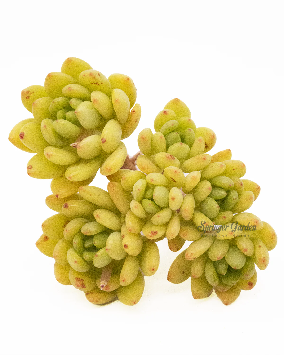 Sedum Alice Evans - Image 3