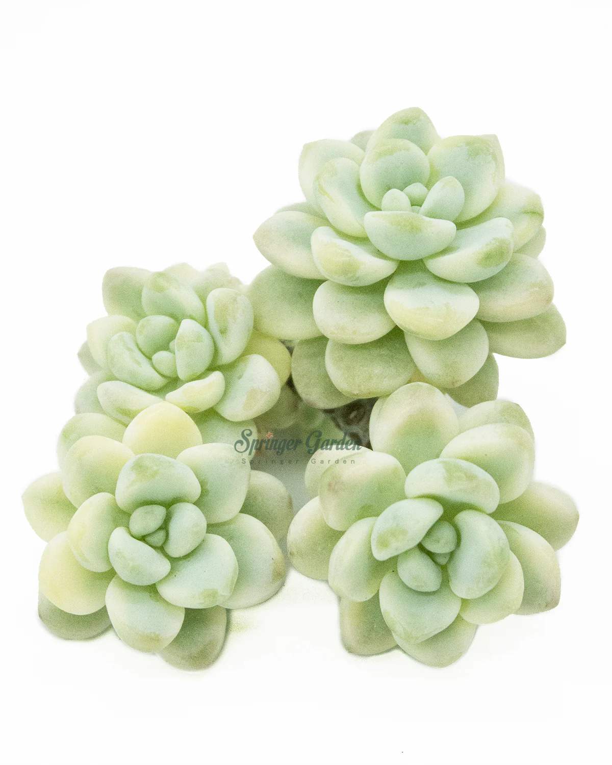 Sedum Clavatum Variegated - Image 3
