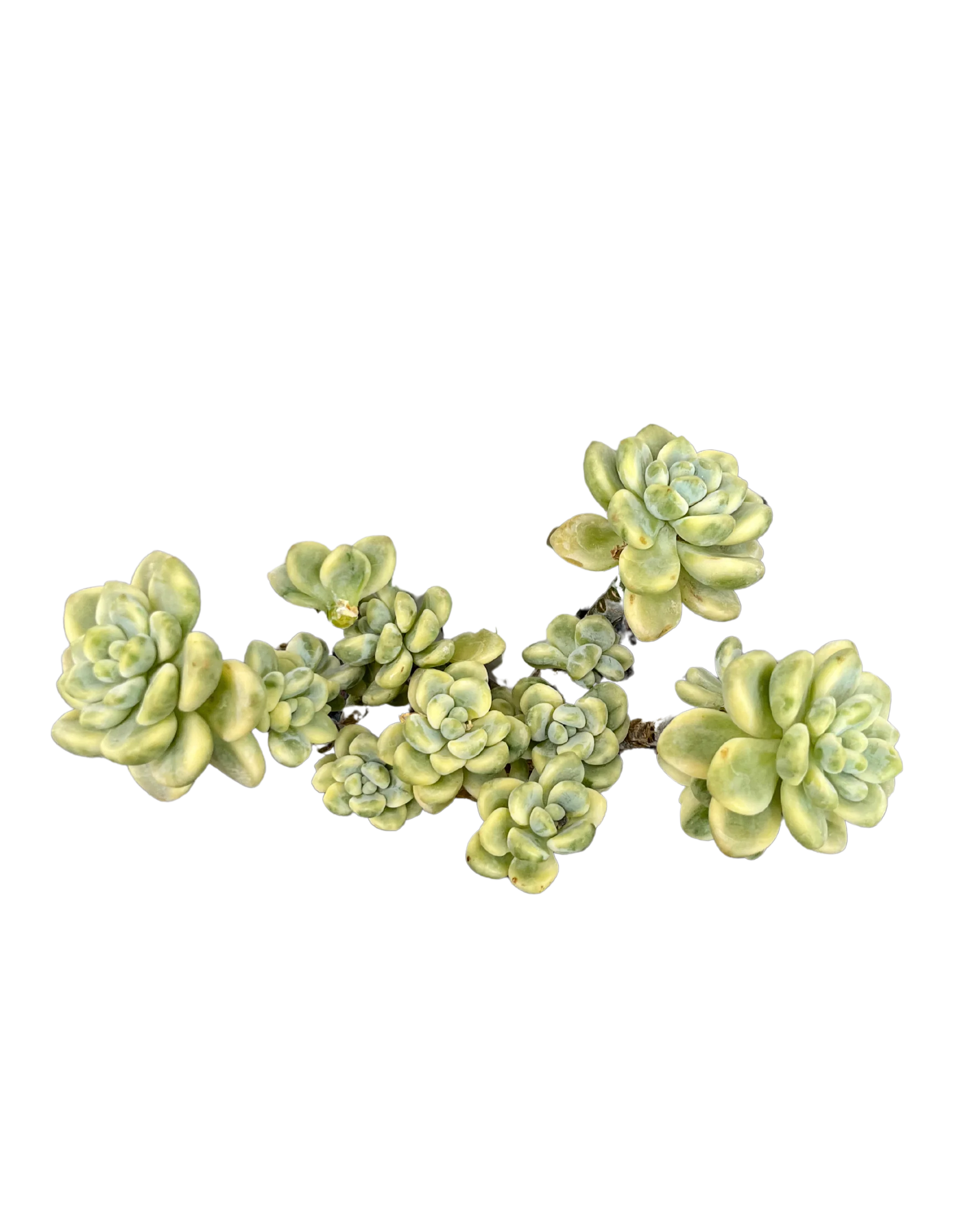 Sedum Clavatum Variegated - Image 5