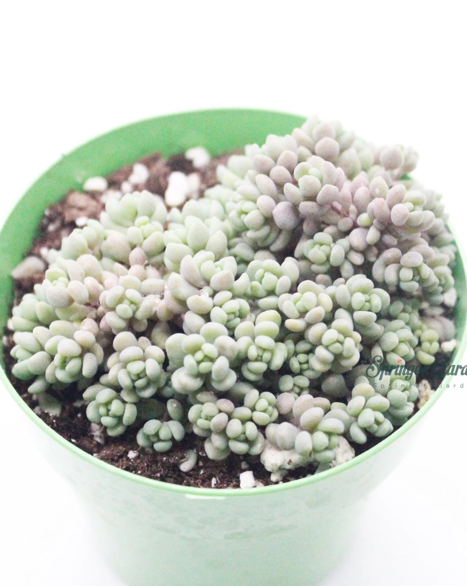 Sedum Dasyphyllum Minor - Image 2