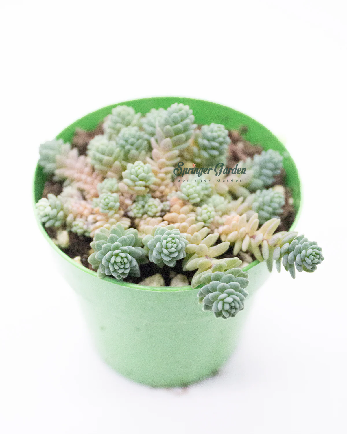Sedum Dasyphyllum Minor - Image 3
