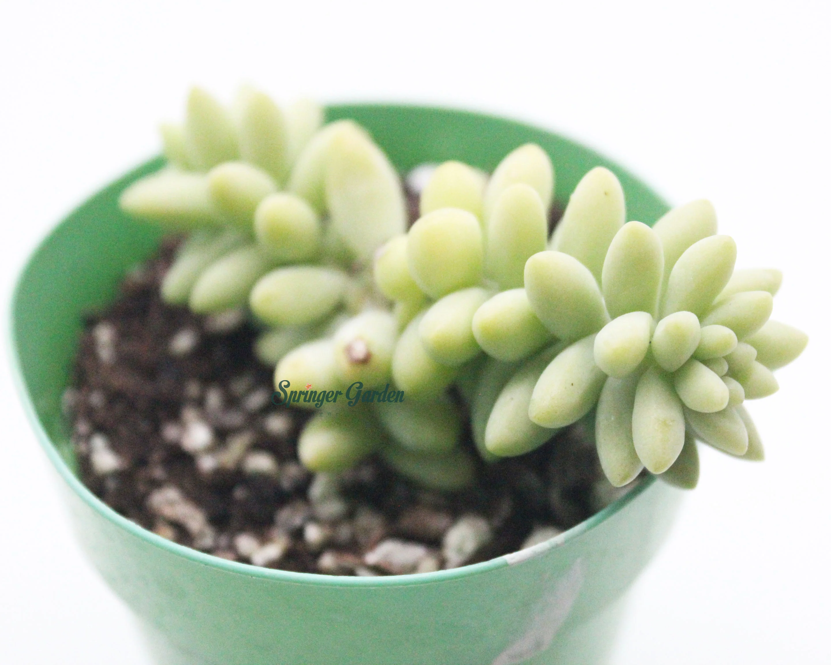 Sedum Burrito - Image 2