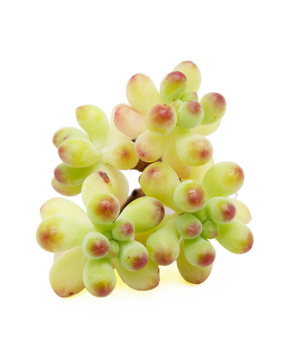 Sedum Pachyphyllum sp. - Image 3