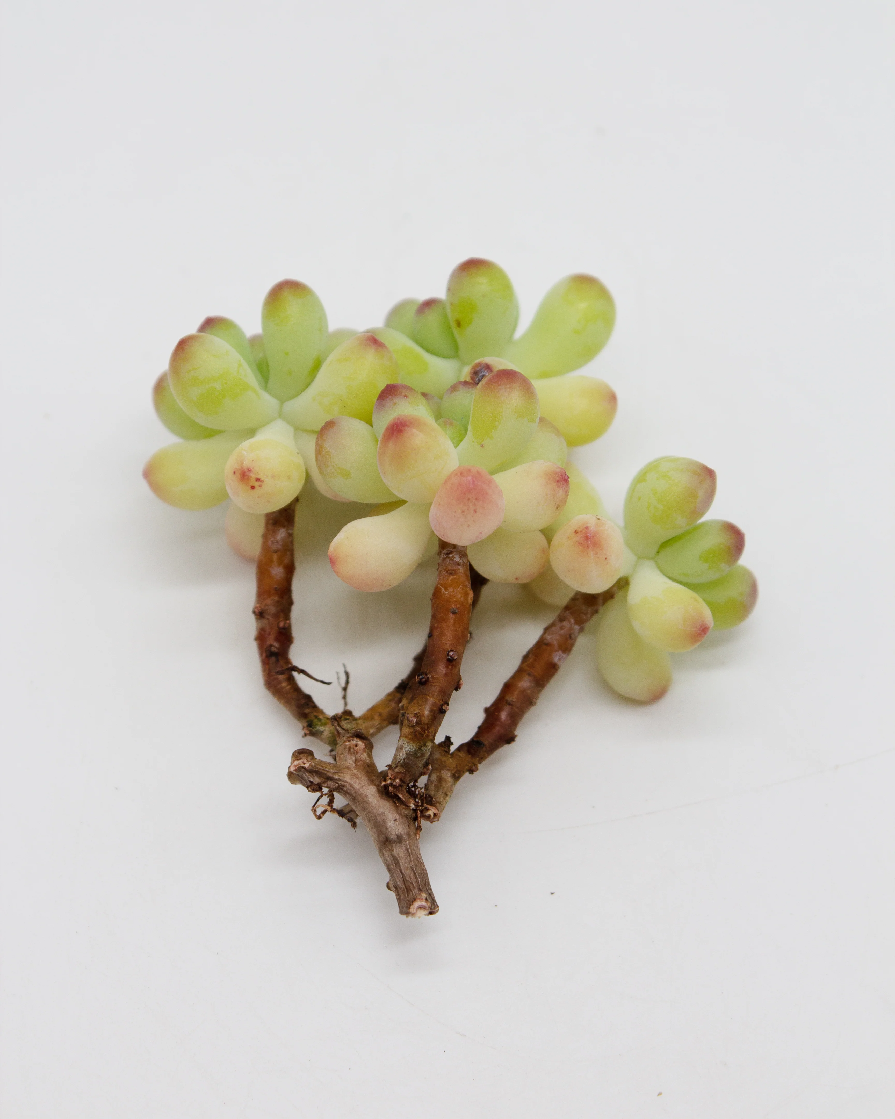 Sedum Pachyphyllum sp. - Image 4