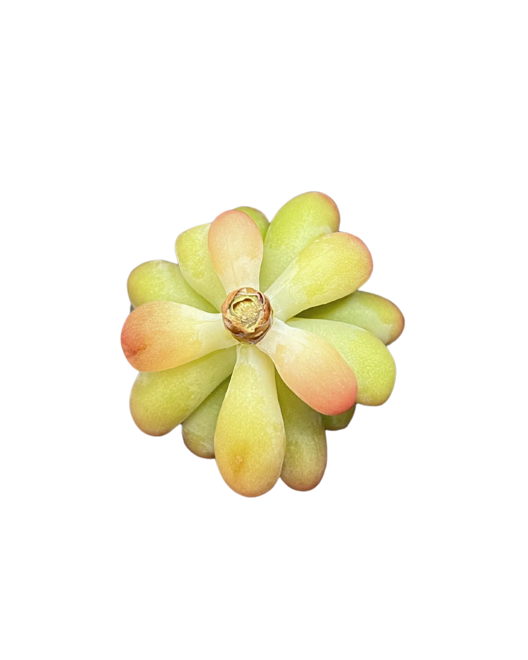 Sedum Pachyphyllum Thin Blue Form - Image 2