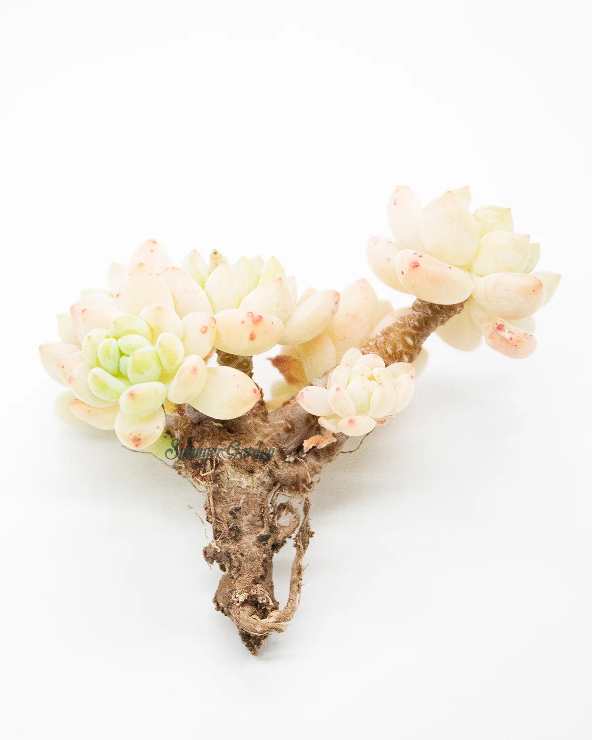 Sedum Roach - Image 2
