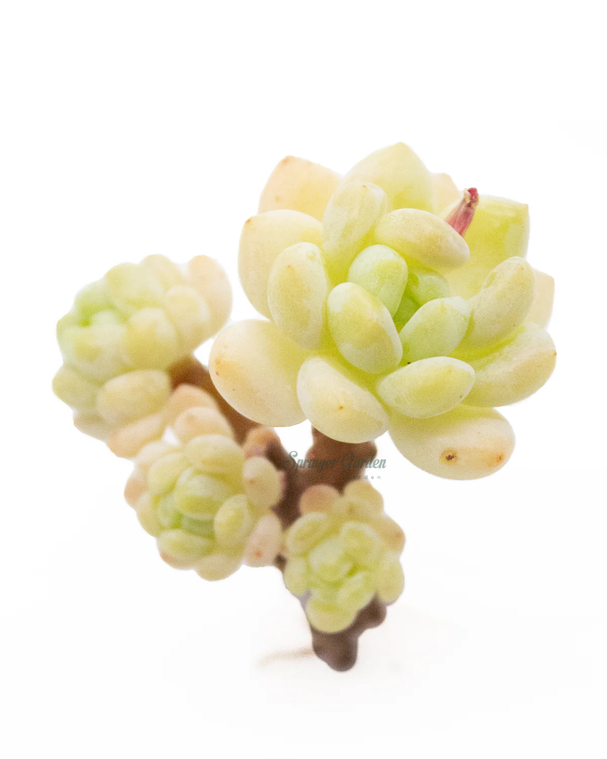 Sedum Roach - Image 3