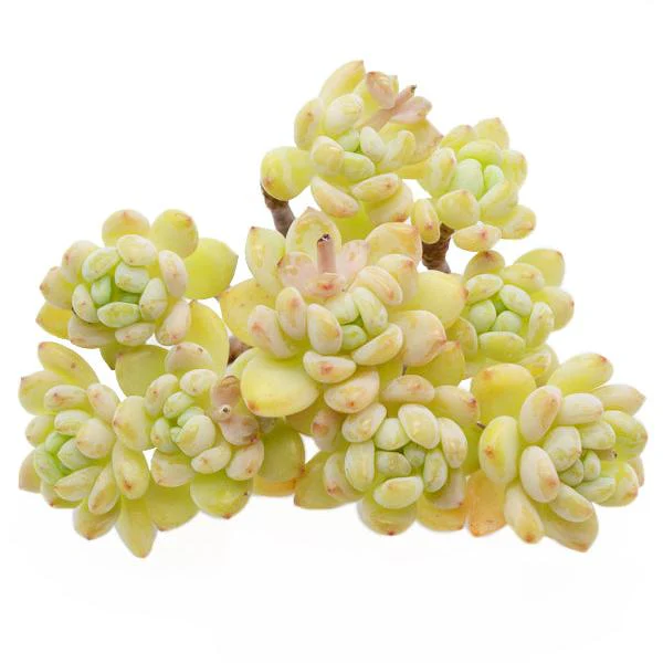 Sedum Roach - Image 4
