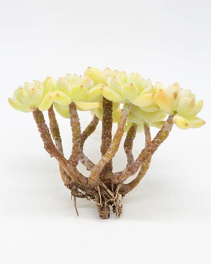 Sedum Roach - Image 5