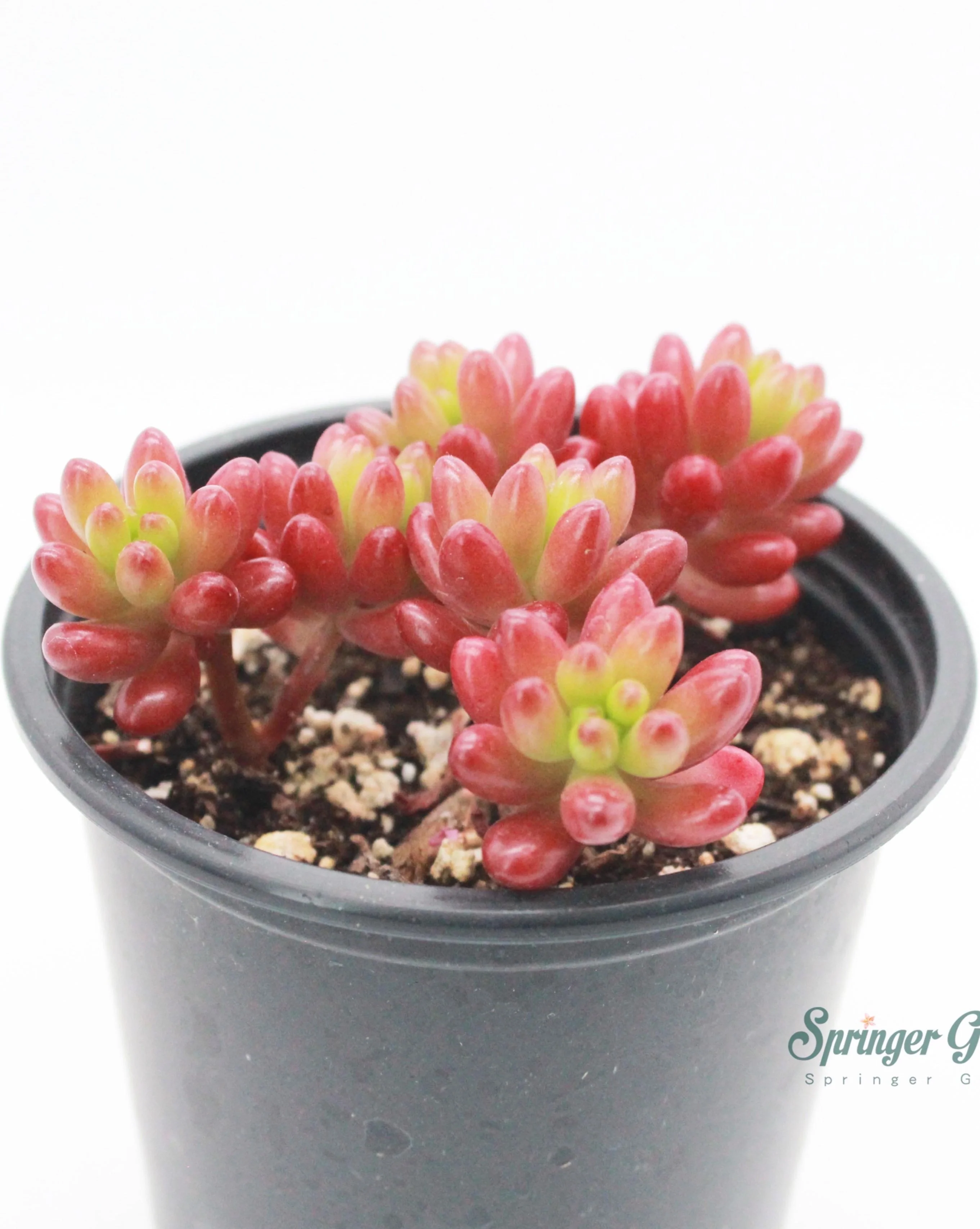 Sedum Rubrotinctum Jelly Bean - Image 2