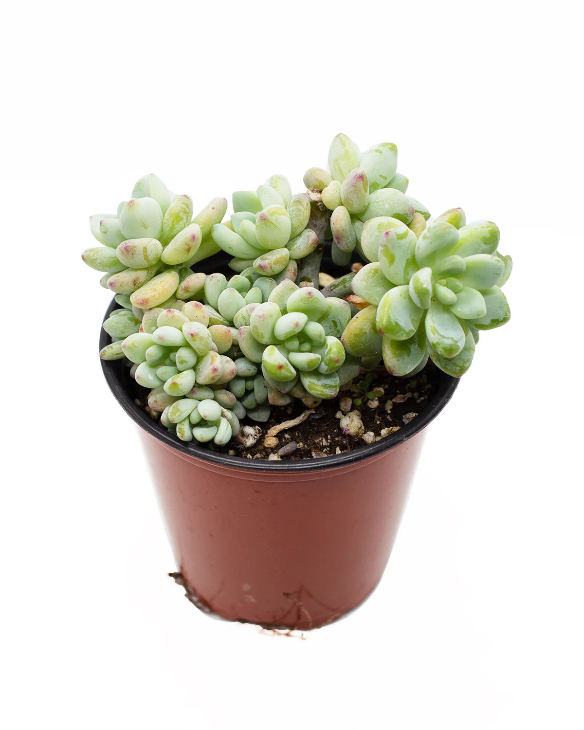 Sedum Treleasei - Image 2