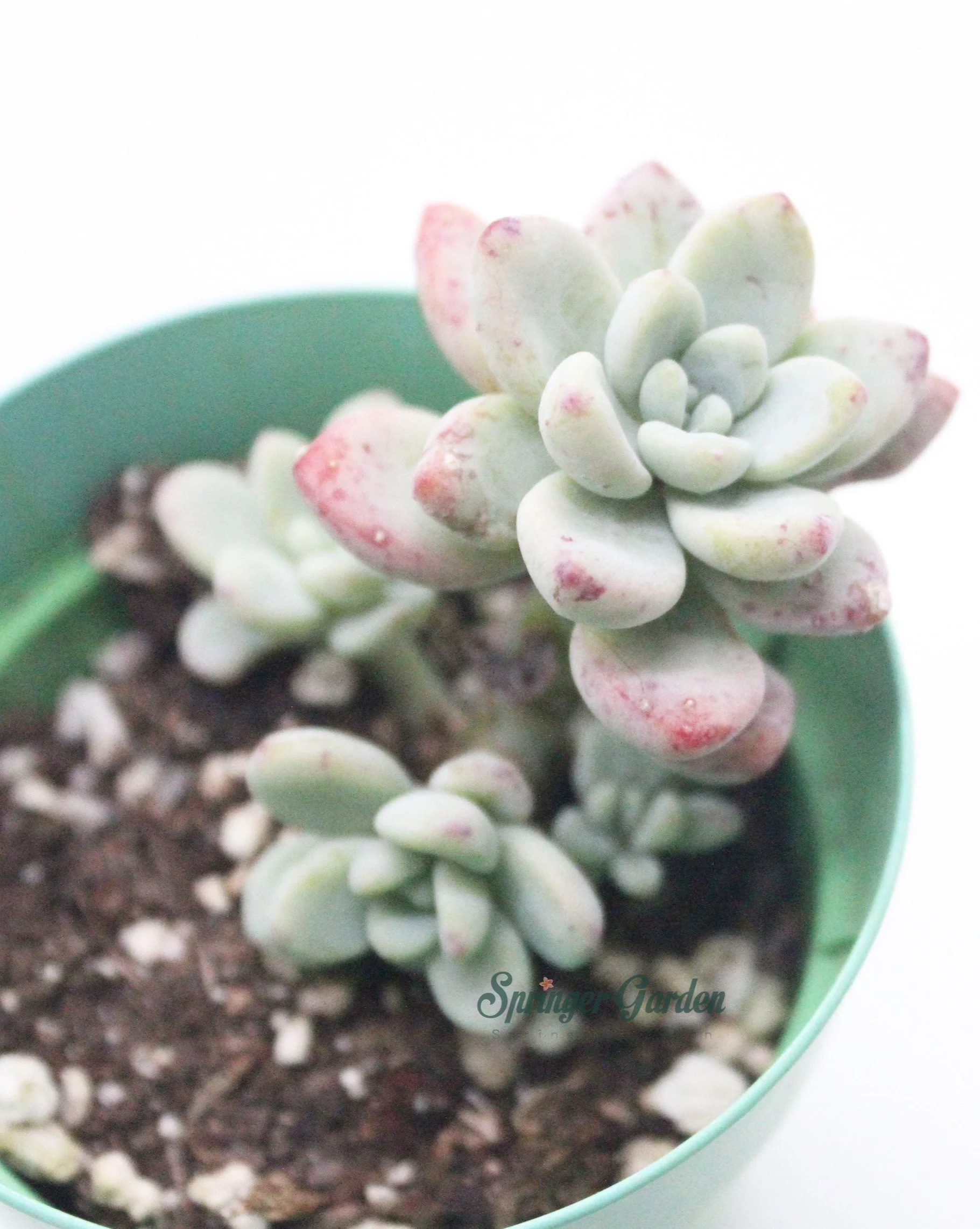 Sedum Treleasei - Image 4