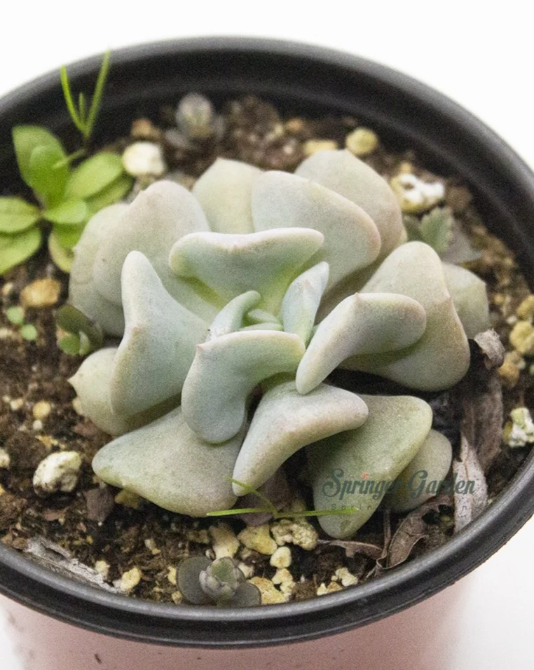 Echeveria 'Snow Elf' - Image 3